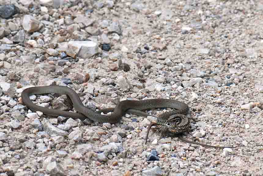 Rettile con preda da identificare